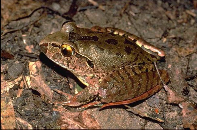 Giant barred frog Giant barred frog Mixophyes iteratus Department of Environment