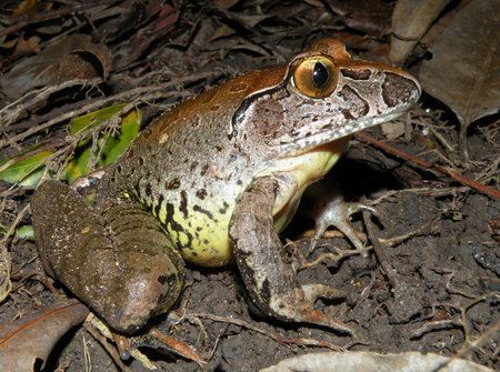 Giant barred frog Mary River a stronghold for the giant barred frog ABC Wide Bay Qld