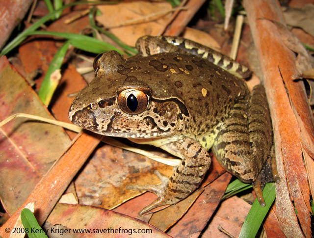 Giant barred frog Giant Barred Frog by savethefrogs on DeviantArt