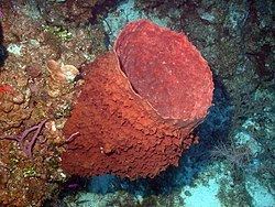 Giant barrel sponge Giant barrel sponge Wikipedia