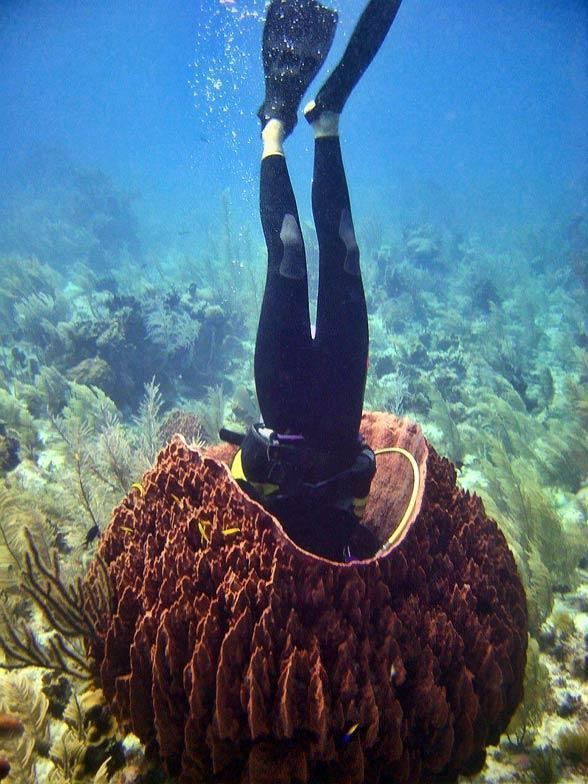 Giant barrel sponge PsBattle Scuba diver inside giant barrel sponge Xestospongia muta