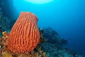 Giant barrel sponge Giant Barrel Sponge Cardiovascular