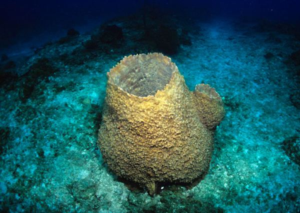 Giant barrel sponge Giant Barrel Sponge The Reproductive System