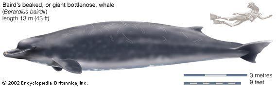 Giant beaked whale beaked whale mammal Britannicacom