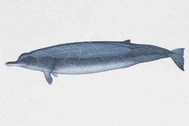 Giant beaked whale Giant Beaked Whale Beradius Aquatic Mammals