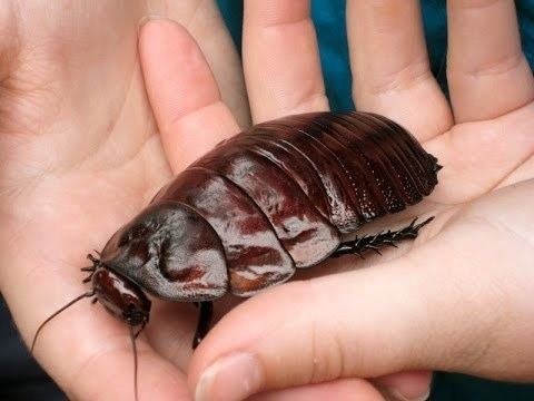 Giant burrowing cockroach httpsiytimgcomvifnsqARNp7T4hqdefaultjpg