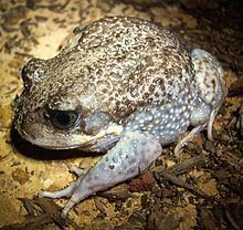 Giant burrowing frog httpsuploadwikimediaorgwikipediacommonsthu