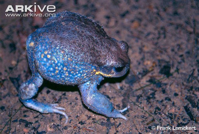 Giant burrowing frog Giant burrowing frog photo Heleioporus australiacus G15442 ARKive