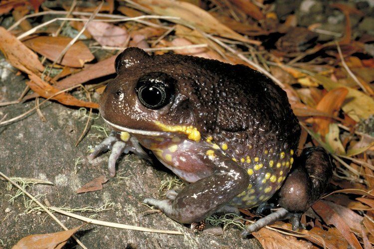 Giant burrowing frog Rare Giant Burrowing Frog found in Upper Mullet Creek Pittwater