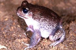 Giant burrowing frog Frogs of Australia gt Heleioporus australiacus Giant Burrowing Frog