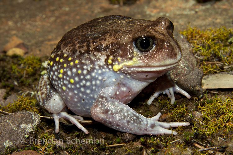 Giant burrowing frog Giant Burrowing Frog Heleioporus australiacus male Flickr