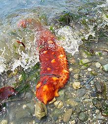 Giant California sea cucumber httpsuploadwikimediaorgwikipediacommonsthu