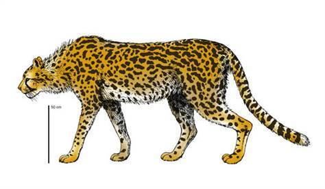 Giant cheetah Ancient giant cheetahs seen as prolific killers Technology