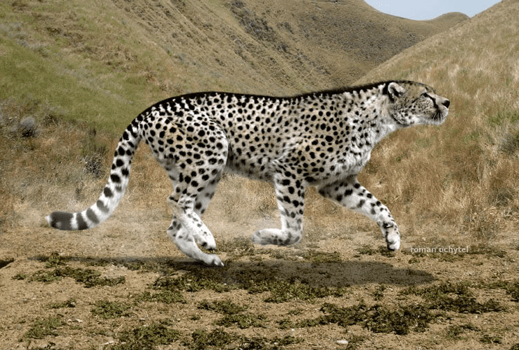 Giant cheetah Extinction around the world Giant Cheetah and Thylacosmilus