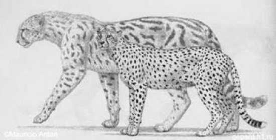 Giant cheetah The Giant Cheetah a Faster Cheetah Greater Ancestors