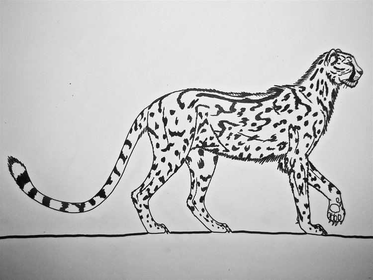 Giant cheetah img03deviantartnetb343i2016115f6acinonyx
