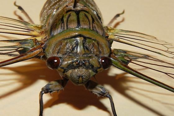 Giant cicada TX Cicada Species Quesada gigas BugGuideNet