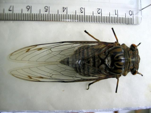 Giant cicada wwwcicadamaniacompicturesmainphpg2viewcore
