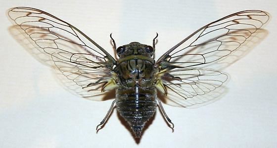 Giant cicada TX Cicada Species Quesada gigas BugGuideNet