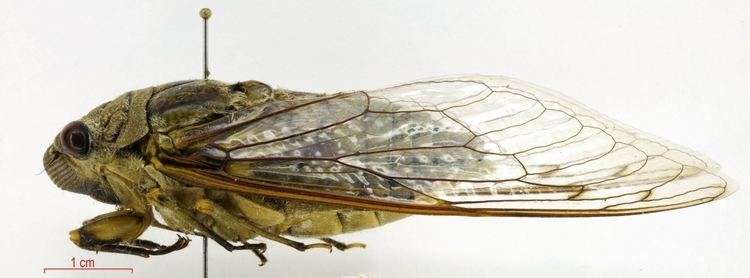 Giant cicada STRI Office of Bioinformatics Metas
