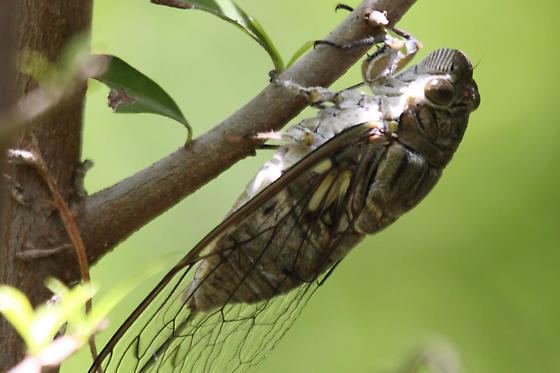 Giant cicada Cicada Quesada gigas BugGuideNet