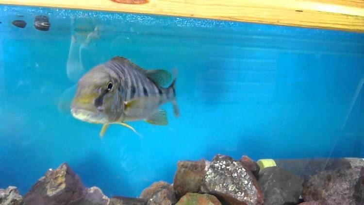 Giant cichlid Boulengerochromis Microlepis Giant Cichlid YouTube