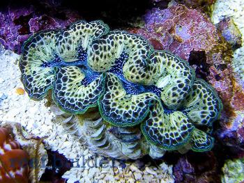 where do giant clams live