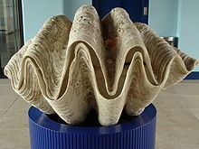 Giant clam httpsuploadwikimediaorgwikipediacommonsthu