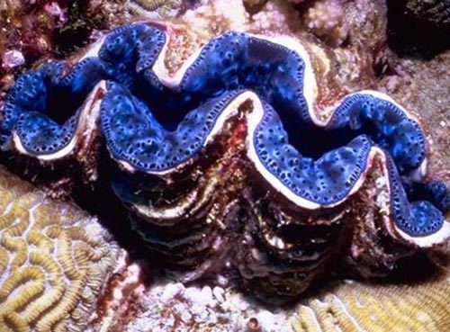 Giant clam Giant Clam All About The Giant Clam Other