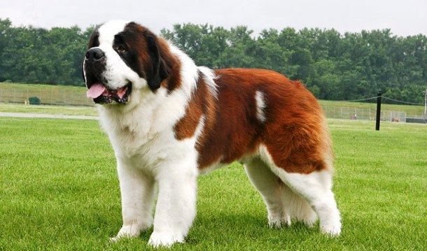Giant dog breed 25 Of The World39s Largest Dog Breeds You39d Wish You Own