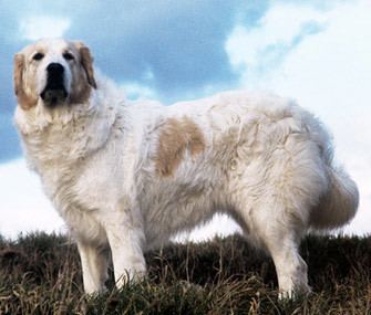 Giant dog breed s3amazonawscomassetsprodvetstreetcom60d58
