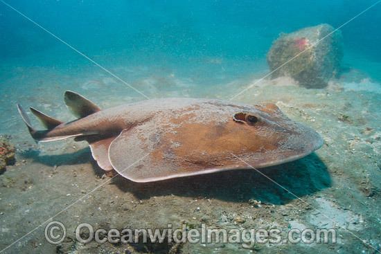 Giant electric ray Electric Rays Photos Pictures amp Images