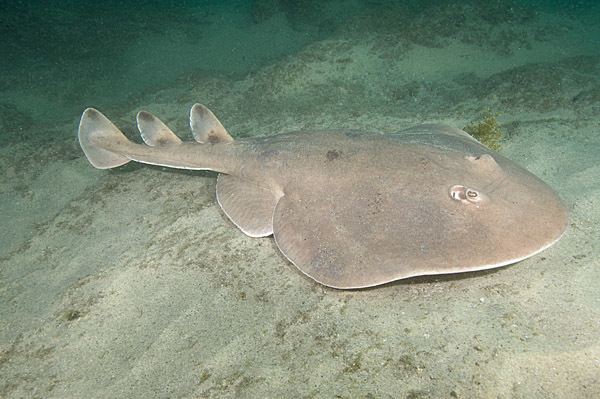 Giant electric ray Cortez Electric Ray Pictures