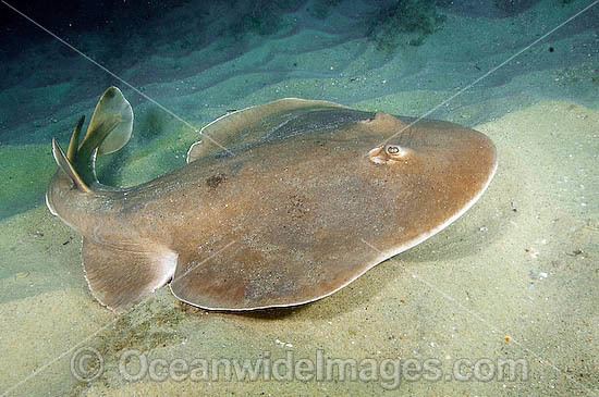 Giant electric ray Electric Rays Photos Pictures amp Images