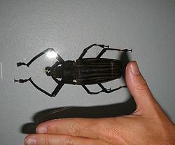 Giant Fijian long-horned beetle httpsuploadwikimediaorgwikipediacommonsthu