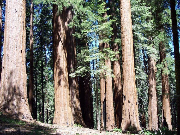 Giant Forest httpsuploadwikimediaorgwikipediacommons22