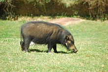 Giant forest hog httpsuploadwikimediaorgwikipediacommonsthu