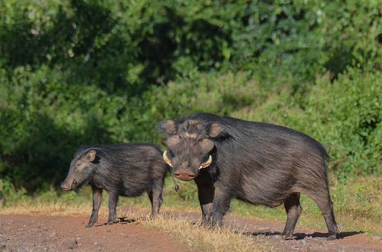 Giant forest hog - Alchetron, The Free Social Encyclopedia