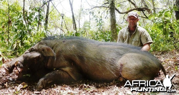 Giant forest hog Hunting Giant Forest Hog in Central Africa AfricaHuntingcom