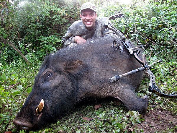 Giant forest hog Ethiopia Hunting Steve Kobrine with Giant Forest Hog