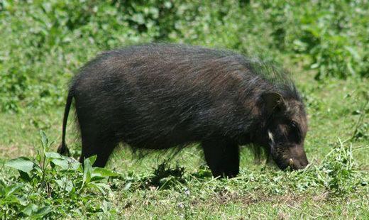 Giant forest hog The Giant Forest Hog It39s Nature Ground Mammals