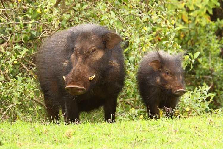 Giant forest hog Giant Forest Hog Facts History Useful Information and Amazing Pictures