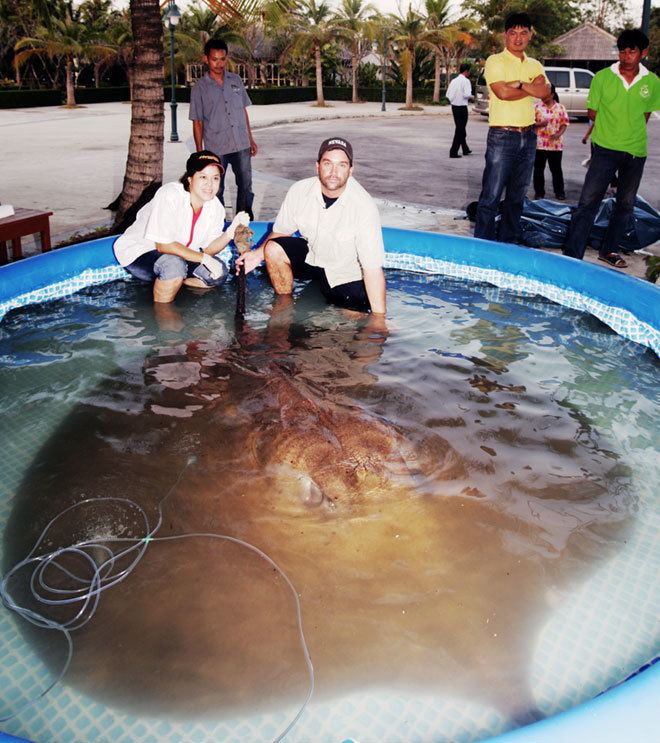 Giant freshwater stingray Absurd Creature of the Week The HalfTon Giant Freshwater Stingray