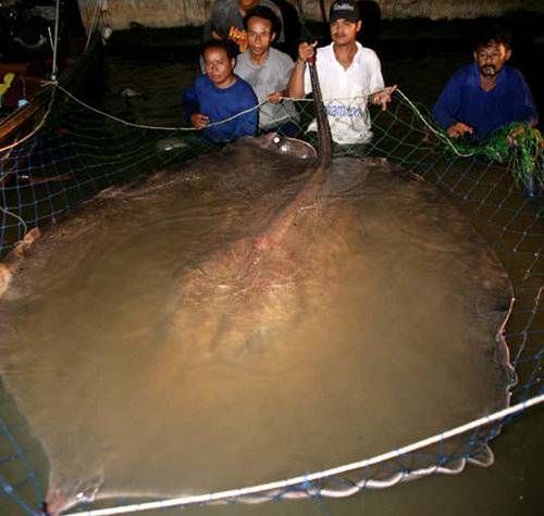 Giant freshwater stingray Giant freshwater stingray 11 largest freshwater fish in the world