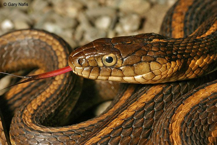 Giant garter snake wwwcaliforniaherpscomsnakesimagestgigas04yolo
