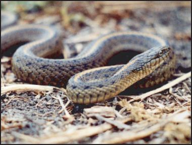 Giant garter snake Giant Garter Snake The Natomas Basin Conservancy