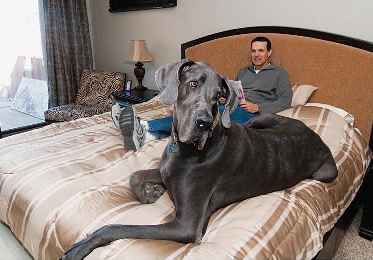 Giant George Giant George Great Dane Is Guinness World Record Holder for Tallest