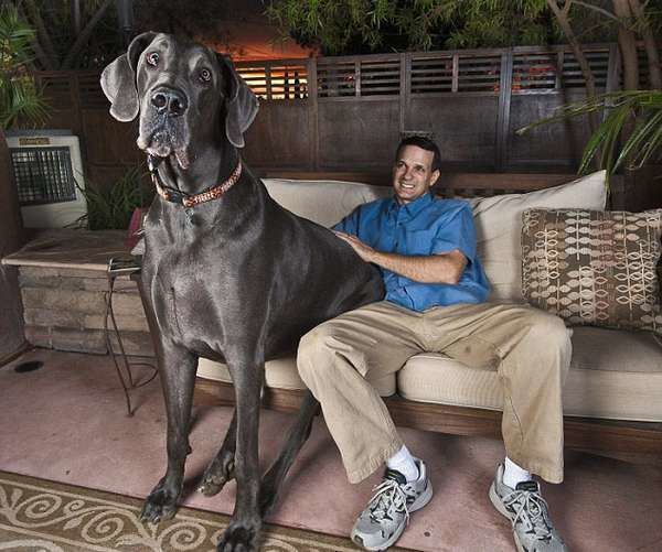 Giant George Giant George Tallest Dog Ever 6 Pics Animal39s Look