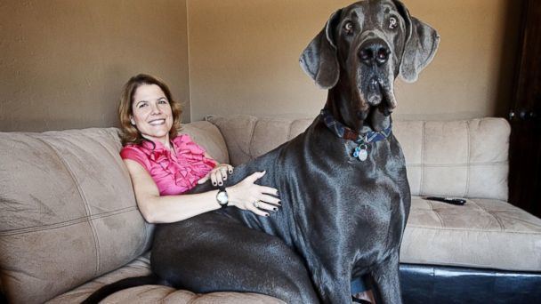 Giant George Giant George The World39s Tallest Dog Has Died ABC News