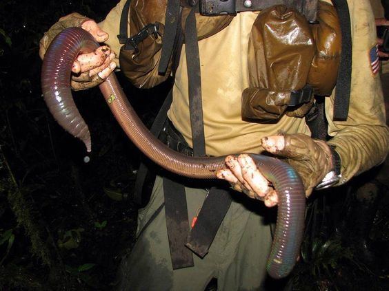 download giant gippsland earthworm